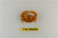 藏品(圓額尖指蟹)的圖片